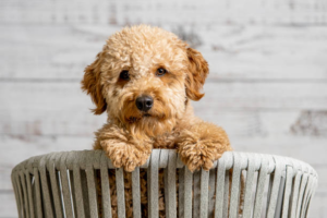 F1 Goldendoodle Puppies: Training Tips for a Well-Behaved Companion